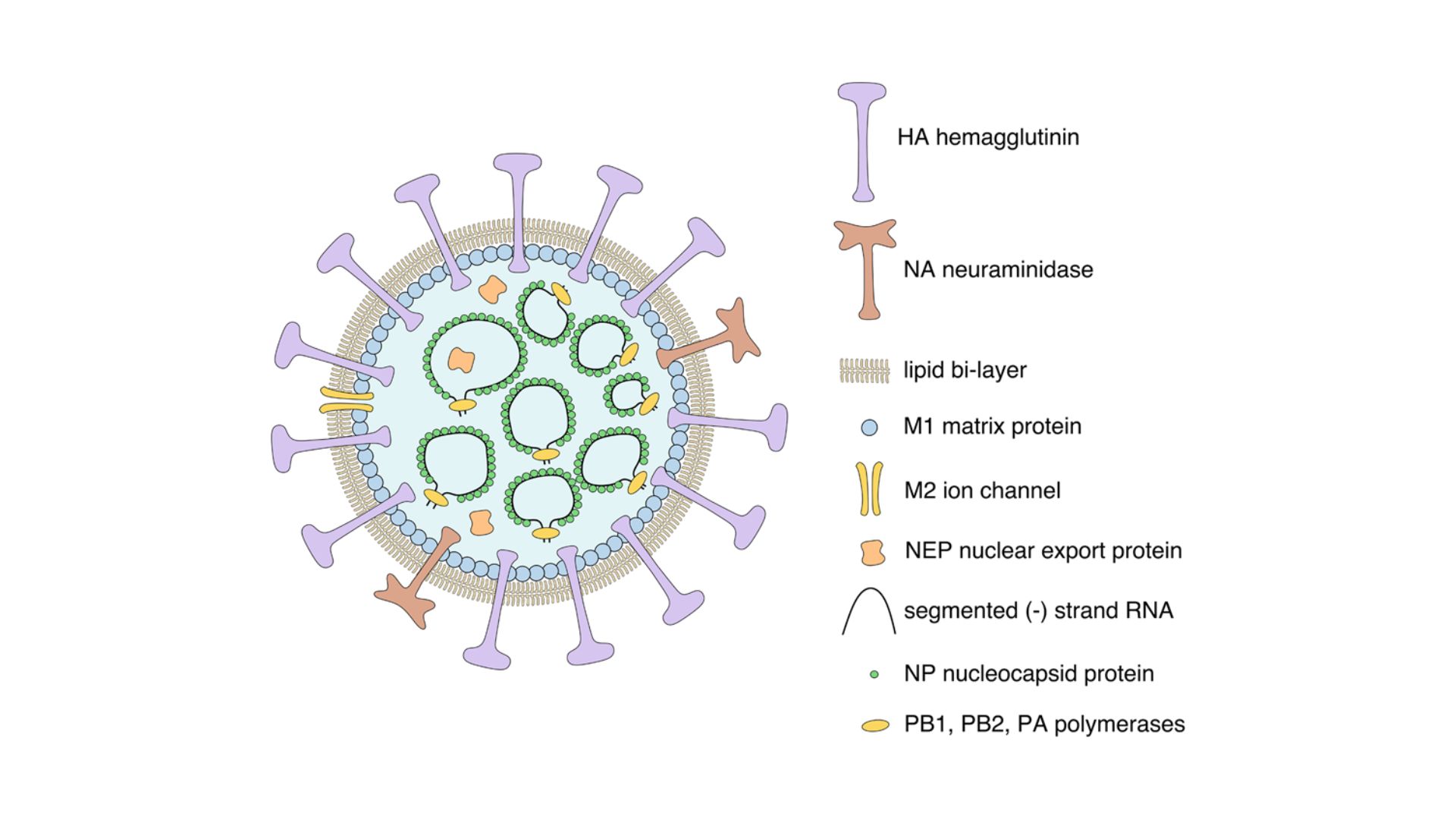 Necessary Necessary Protein Enhances Lethality Associated With Influenza Virus